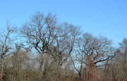 DSCN6677
